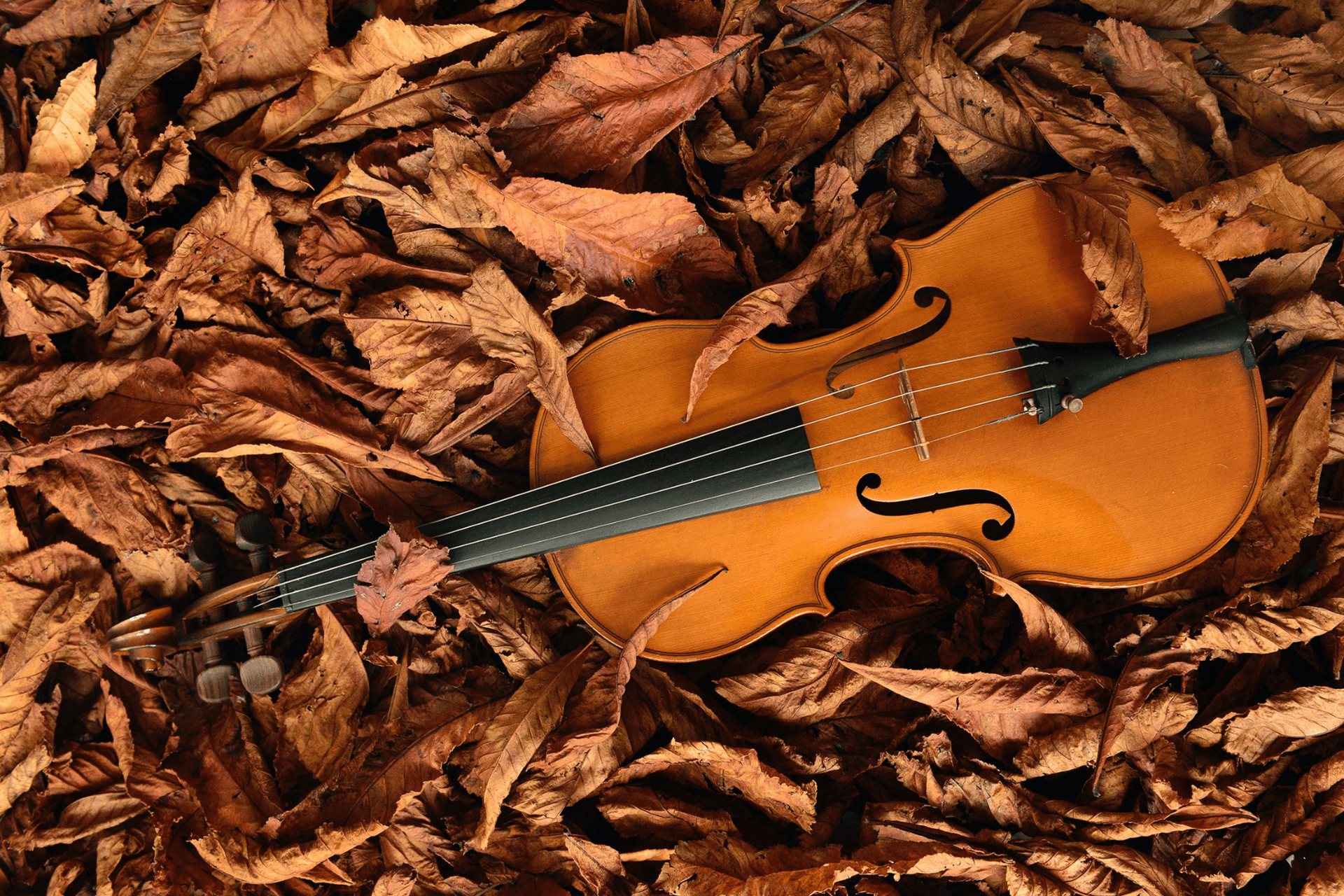 How Violin Music Affect Gamblers, Mentally